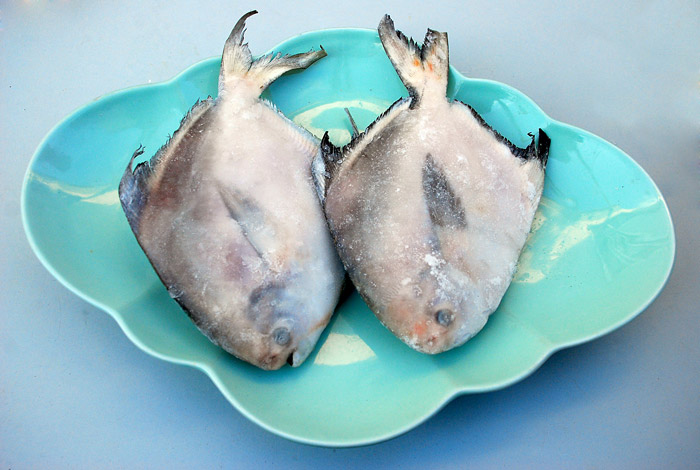 中鲳鱼